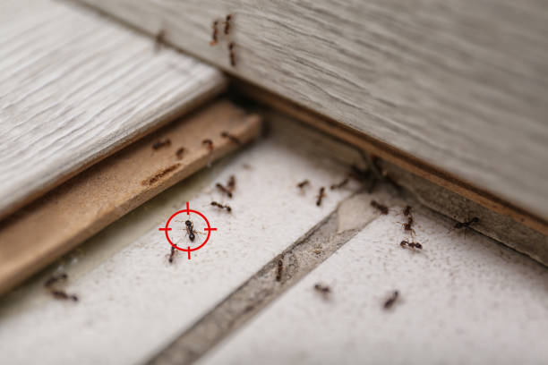 Best Spider Control Near Me  in Whitmore Lake, MI