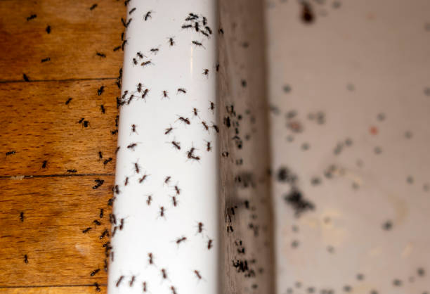 Best Mosquito Control Services  in Whitmore Lake, MI